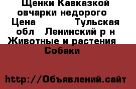 Щенки Кавказкой овчарки недорого › Цена ­ 1 000 - Тульская обл., Ленинский р-н Животные и растения » Собаки   